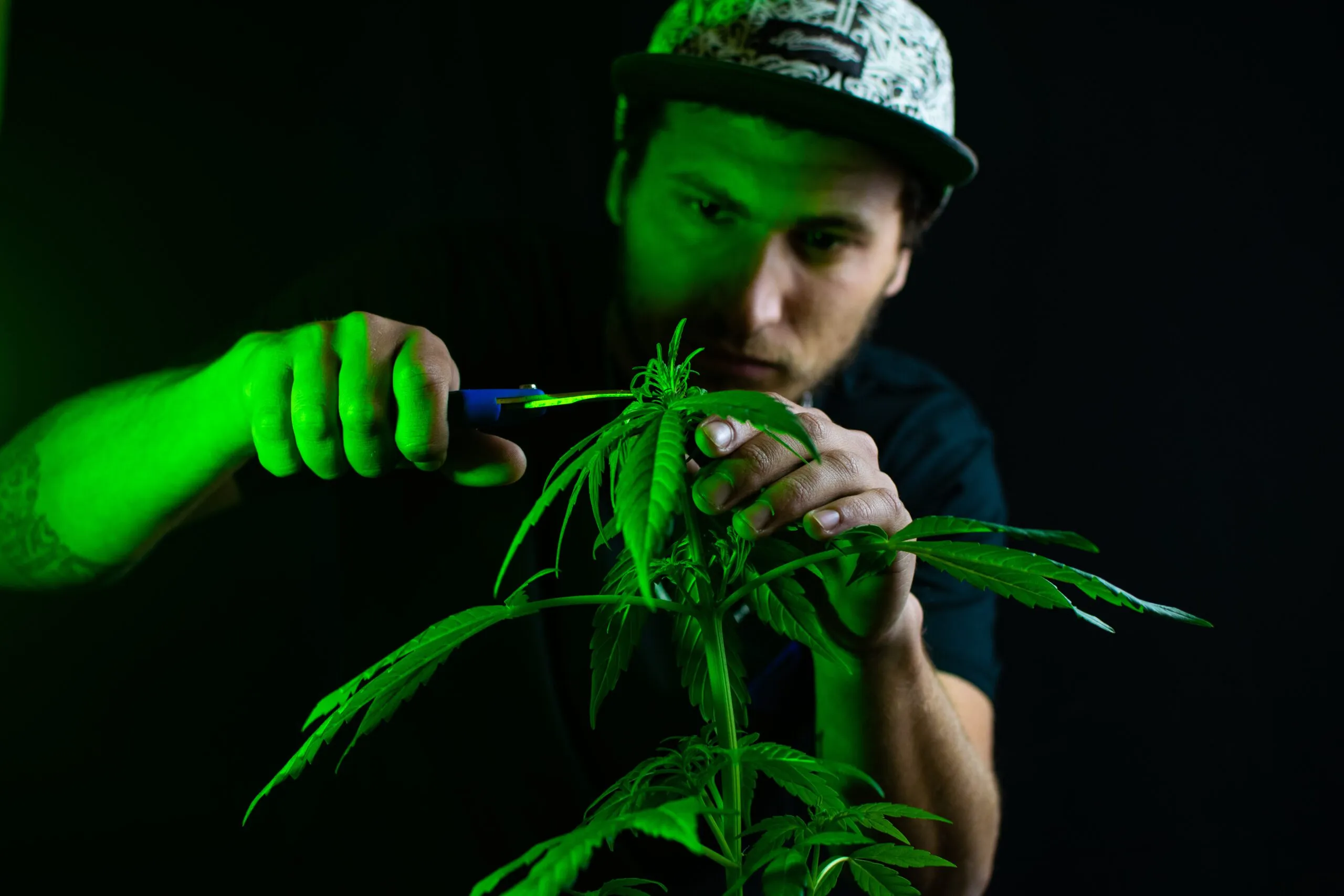 CURSO DE CULTIVO